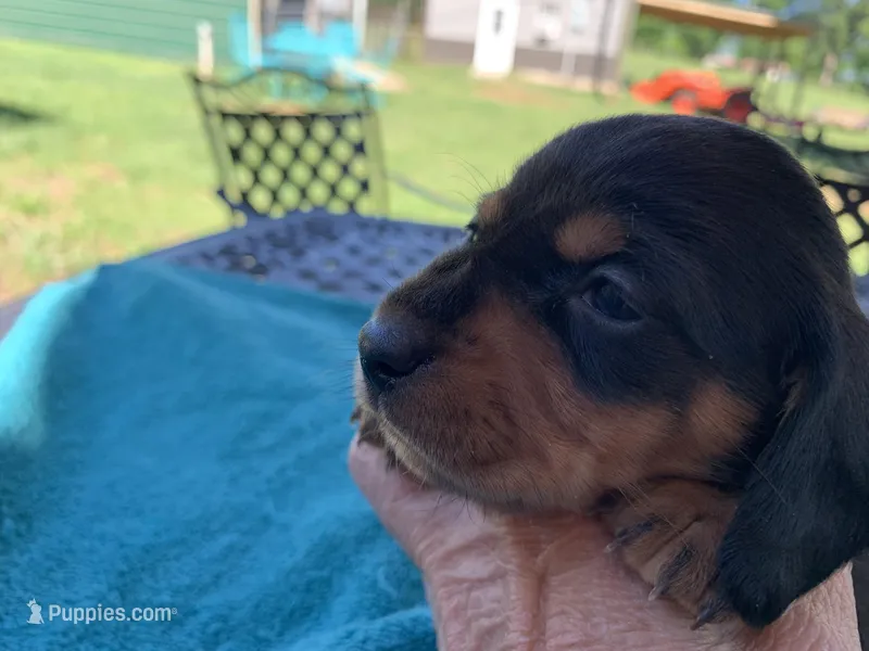 Juliette  smooth coat – Miniature Dachshund puppy for sale in Lucedale, MS