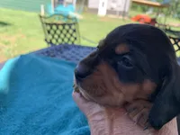 Juliette  smooth coat, a female Miniature Dachshund for sale in Lucedale, MS – Photo 1 of 10