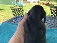 Juliette  smooth coat, a female Miniature Dachshund for sale in Lucedale, MS – Photo 6 of 10