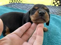 Juliette  smooth coat, a female Miniature Dachshund for sale in Lucedale, MS – Photo 3 of 10