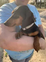 Juliette  smooth coat, a female Miniature Dachshund for sale in Lucedale, MS – Photo 10 of 10