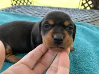 Juliette  smooth coat, a female Miniature Dachshund for sale in Lucedale, MS – Photo 2 of 10