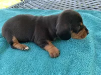 Juliette  smooth coat, a female Miniature Dachshund for sale in Lucedale, MS – Photo 7 of 10