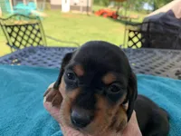 Juliette  smooth coat, a female Miniature Dachshund for sale in Lucedale, MS – Photo 4 of 10