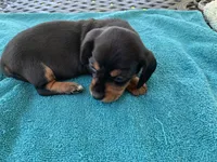 Juliette  smooth coat, a female Miniature Dachshund for sale in Lucedale, MS – Photo 8 of 10