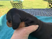 Juliette  smooth coat, a female Miniature Dachshund for sale in Lucedale, MS – Photo 5 of 10