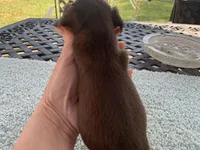 Jared. Smooth coat, a male Miniature Dachshund for sale in Lucedale, MS – Photo 3 of 6