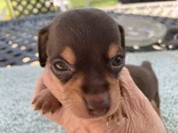 Jared. Smooth coat, a male Miniature Dachshund for sale in Lucedale, MS – Photo 2 of 6
