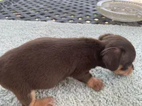Jared. Smooth coat, a male Miniature Dachshund for sale in Lucedale, MS – Photo 6 of 6