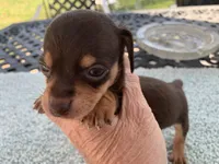 Jared. Smooth coat, a male Miniature Dachshund for sale in Lucedale, MS – Photo 1 of 6