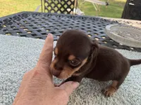 Jared. Smooth coat, a male Miniature Dachshund for sale in Lucedale, MS – Photo 5 of 6