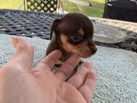 Jared. Smooth coat, a male Miniature Dachshund for sale in Lucedale, MS – Photo 4 of 6