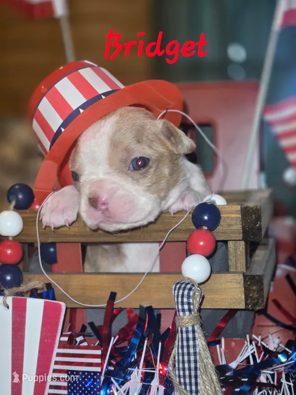 Bridget  – Boston Terrier puppy for sale in Lucedale, MS