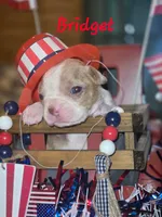 Bridget , a female Boston Terrier for sale in Lucedale, MS – 1 of 1