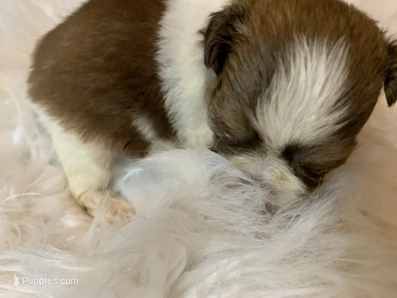 Betty – Shih Tzu puppy for sale in Lucedale, MS