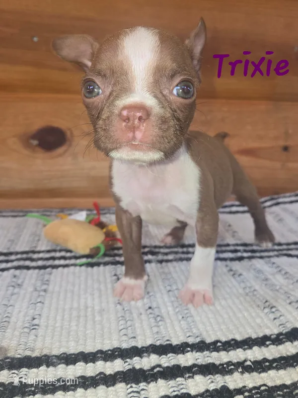 Trixie – Boston Terrier puppy for sale in Lucedale, MS