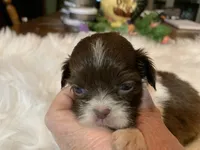 Coco, a female Shih Tzu for sale in Lucedale, MS – 6 of 7