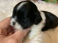 Henry, a male Shih Tzu for sale in Lucedale, MS – 2 of 8