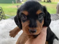 Long hair male, a male Miniature Dachshund for sale in Lucedale, MS – 1 of 10