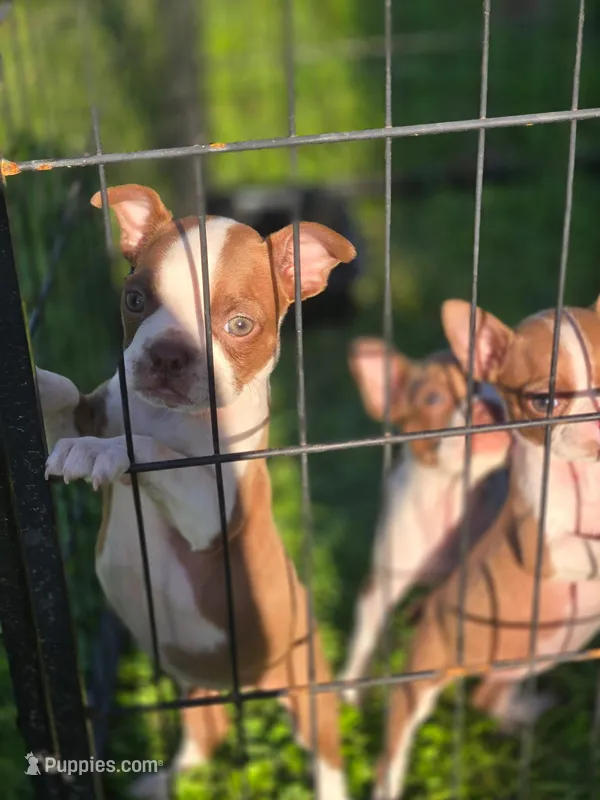 Chole – Boston Terrier puppy for sale in Lucedale, MS