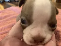 Chole, a female Boston Terrier for sale in Lucedale, MS – Photo 5 of 6