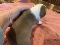 Chole, a female Boston Terrier for sale in Lucedale, MS – Photo 6 of 6