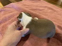 Chole, a female Boston Terrier for sale in Lucedale, MS – Photo 4 of 6