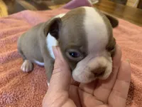 Chole, a female Boston Terrier for sale in Lucedale, MS – Photo 3 of 6