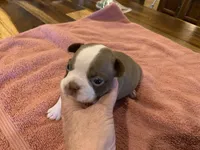 Chole, a female Boston Terrier for sale in Lucedale, MS – Photo 2 of 6
