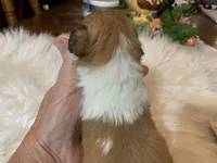 Carmel, a female Shih Tzu for sale in Lucedale, MS – 4 of 7