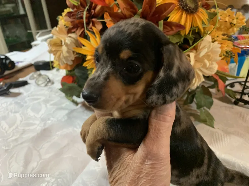 Drake  – Miniature Dachshund puppy on hold in Lucedale, MS