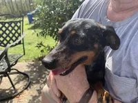 Oscar, a male Miniature Dachshund for sale in Lucedale, MS – Photo 6 of 7