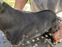 Oscar, a male Miniature Dachshund for sale in Lucedale, MS – Photo 4 of 7