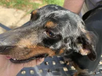Oscar, a male Miniature Dachshund for sale in Lucedale, MS – Photo 7 of 7