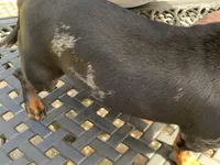 Oscar, a male Miniature Dachshund for sale in Lucedale, MS – Photo 2 of 7