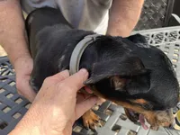 Oscar, a male Miniature Dachshund for sale in Lucedale, MS – Photo 3 of 7