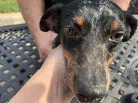 Oscar, a male Miniature Dachshund for sale in Lucedale, MS – Photo 5 of 7