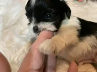 Henry, a male Shih Tzu for sale in Lucedale, MS – 3 of 8