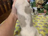 Abbie-smooth coat, a female Miniature Dachshund for sale in Lucedale, MS – Photo 4 of 6