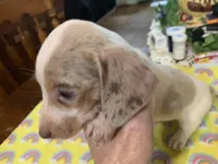 Abbie-smooth coat, a female Miniature Dachshund for sale in Lucedale, MS – Photo 2 of 6