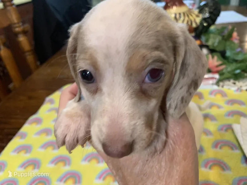 Abbie-smooth coat – Miniature Dachshund puppy for sale in Lucedale, MS