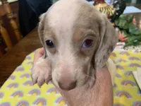Abbie-smooth coat, a female Miniature Dachshund for sale in Lucedale, MS – Photo 1 of 6
