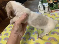 Abbie-smooth coat, a female Miniature Dachshund for sale in Lucedale, MS – Photo 3 of 6