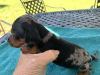 Hunter smooth coat, a male Miniature Dachshund for sale in Lucedale, MS – Photo 4 of 9