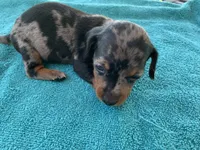 Hunter smooth coat, a male Miniature Dachshund for sale in Lucedale, MS – Photo 6 of 9