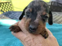 Hunter smooth coat, a male Miniature Dachshund for sale in Lucedale, MS – Photo 2 of 9