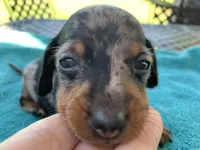 Hunter smooth coat, a male Miniature Dachshund for sale in Lucedale, MS – Photo 1 of 9