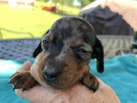 Hunter smooth coat, a male Miniature Dachshund for sale in Lucedale, MS – Photo 3 of 9