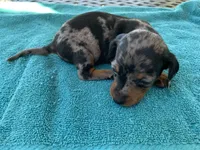 Hunter smooth coat, a male Miniature Dachshund for sale in Lucedale, MS – Photo 7 of 9