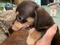 Chewy smooth coat , a male Miniature Dachshund for sale in Lucedale, MS – Photo 3 of 8